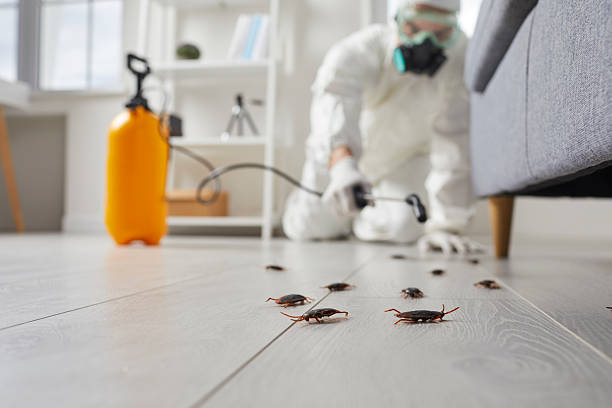 Commercial Kitchen Cockroach Control in Kensington